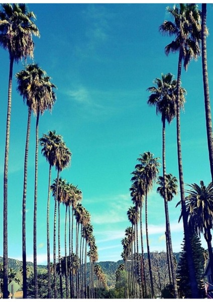 Los Angeles Palmiye Ağaçları Tablo Ahşap Poster Dekoratif