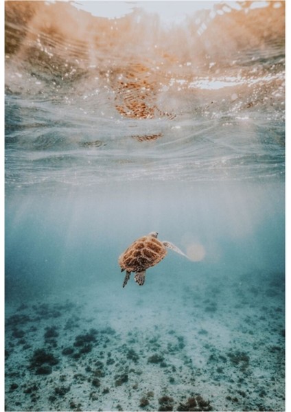 Deniz Kaplumbağası x Tablo Ahşap Poster Dekoratif