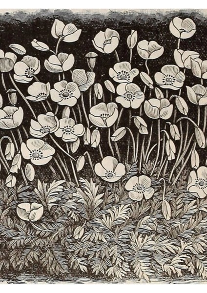 Beyaz Haşhaş Tablo Ahşap Poster Dekoratif