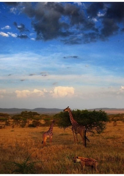 Serengeti, Tanzanya Tablo Ahşap Poster Dekoratif