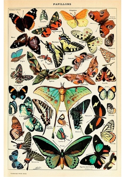 Papillon I Vintage Fransız Kelebek Tabloları, Adolphe Millot Tablo Ahşap Poster Dekoratif