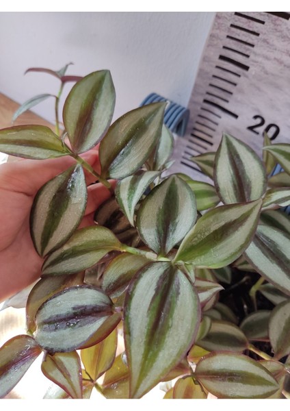 Balkon Saksılı Telgraf (Makhala, Spiderwort, Tradescantia Zebrina) fırsatları