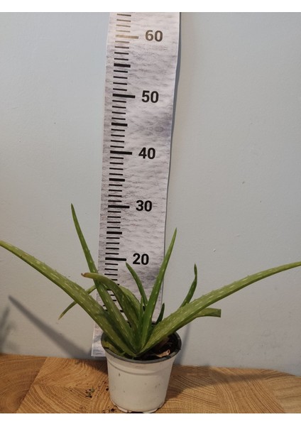 Aloe Vera Canlı Bitki