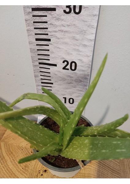 Aloe Vera Canlı Bitki fiyatları