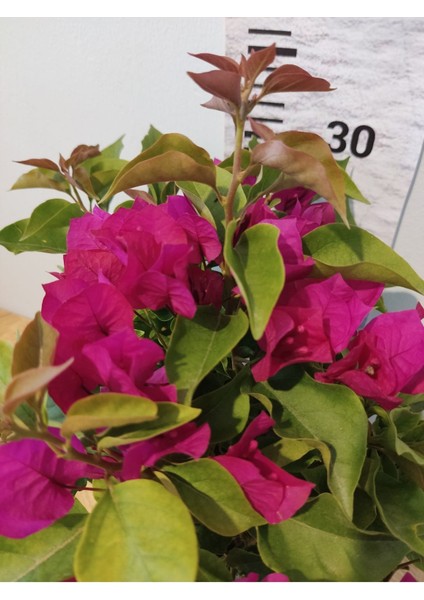 Begonvil (Paper Flower, Bouganivillea)