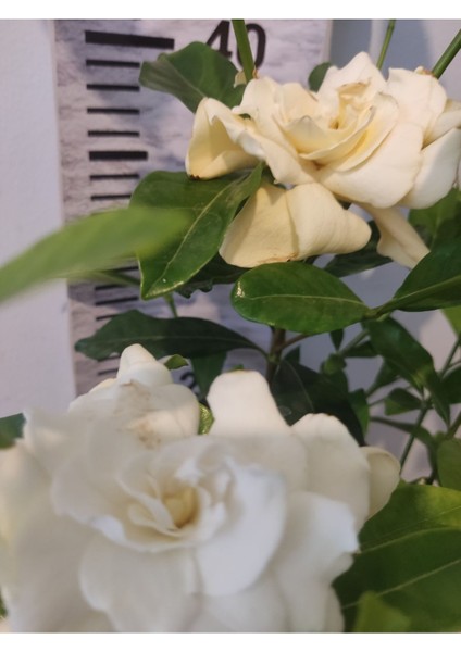 Gardenya (Cape Jasmine, Gardenia Jasminoides)