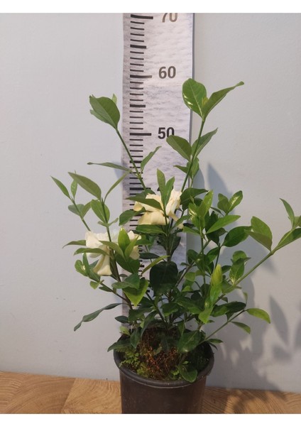 Gardenya (Cape Jasmine, Gardenia Jasminoides)