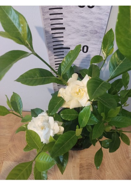 Gardenya (Cape Jasmine, Gardenia Jasminoides)