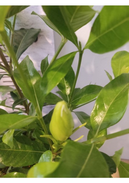 Gardenya (Cape Jasmine, Gardenia Jasminoides)