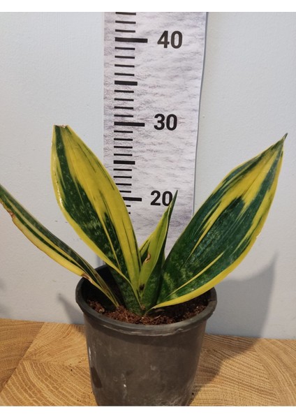 Kılıç Bitkisi (Pegember Kılıcı, Paşa Kılıcı, Sansevieria Trifasciata)