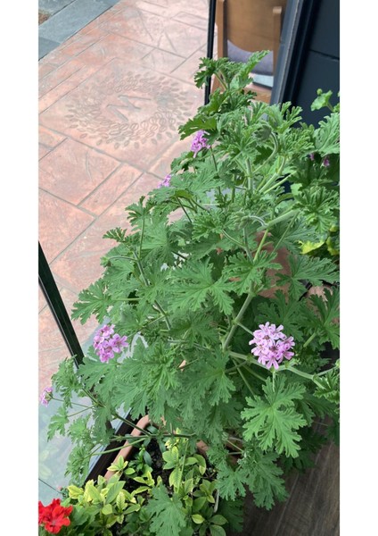 Itır Çiçeği (Itra, Geraniums, Kokulu Sardunya )