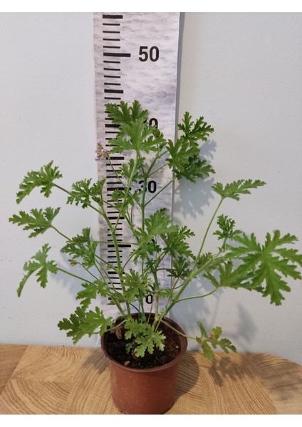 Itır Çiçeği (Itra, Geraniums, Kokulu Sardunya )