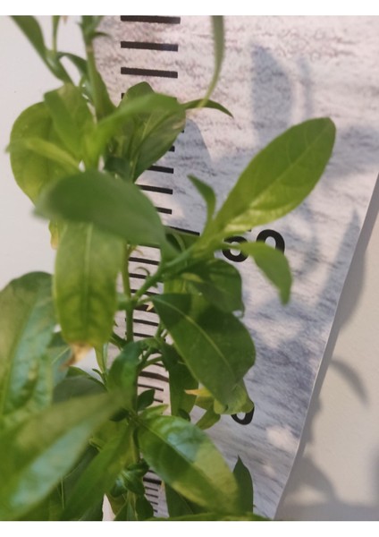 Gece Melisası (Night Blooming Jasmine, Kolonya, Mesk Allayl) Dış Mekan Bitkisi fiyatları