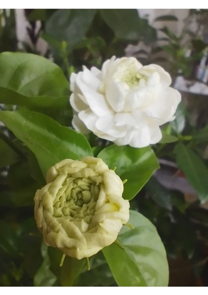 Katmerli Kokulu Ful Yasemini (Jasminum Sambac, Şam Fulu)