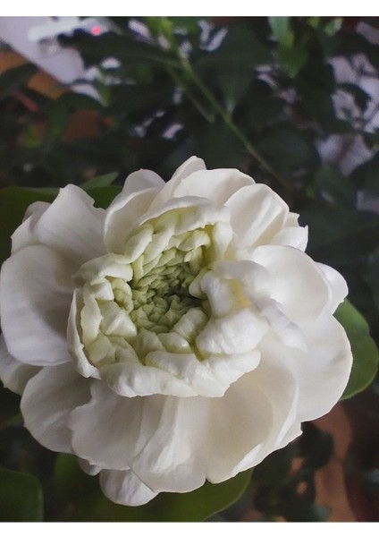 Katmerli Kokulu Ful Yasemini (Jasminum Sambac, Şam Fulu)