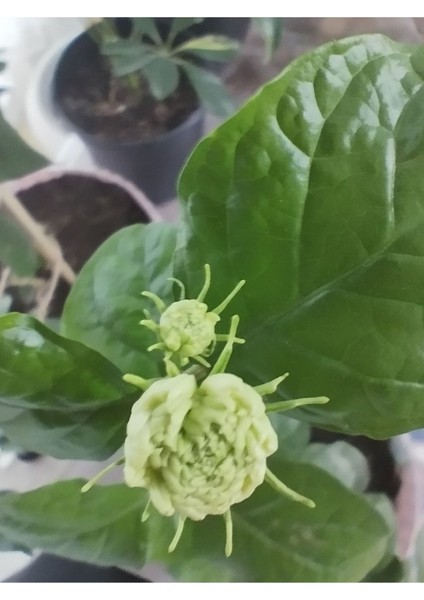 Katmerli Kokulu Ful Yasemini (Jasminum Sambac, Şam Fulu)