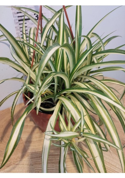 Kurdele Çiçeği (Cholorophytum Comonsum) fiyatları