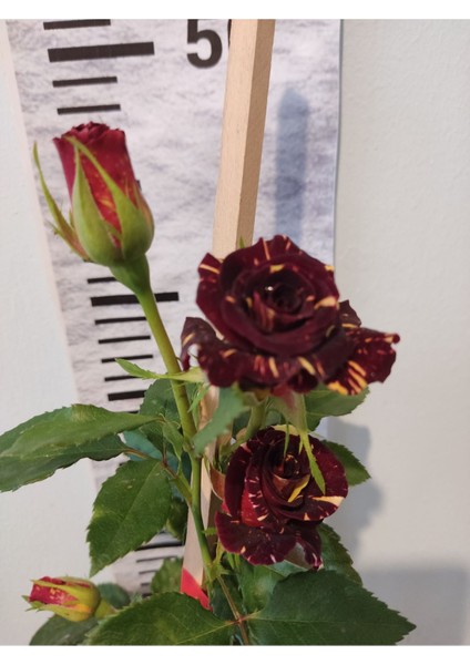 Yediveren Katmerli Gülü (Tea Rose, Rosa Hybrida) fiyatları