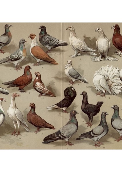 Güvercin Irkları Tablosu Tablo Ahşap Poster Dekoratif