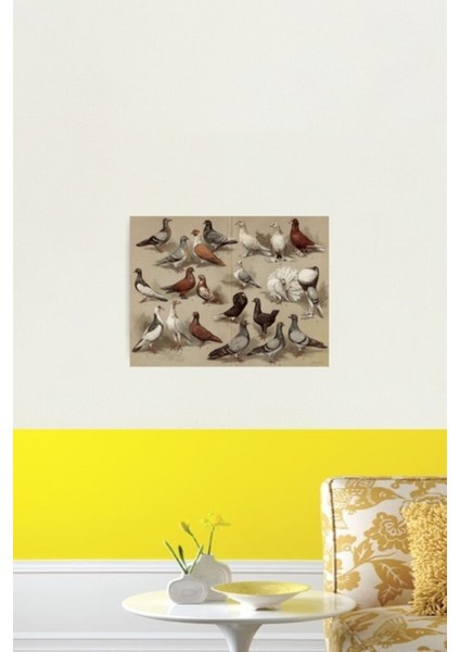 Güvercin Irkları Tablosu Tablo Ahşap Poster Dekoratif fiyatları