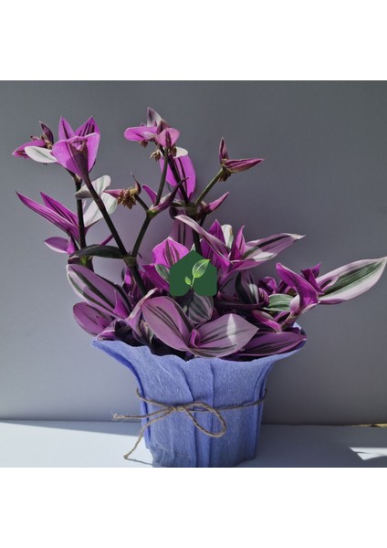 Pembe Telgraf Çiçeği (Tradescantia Nanouk)