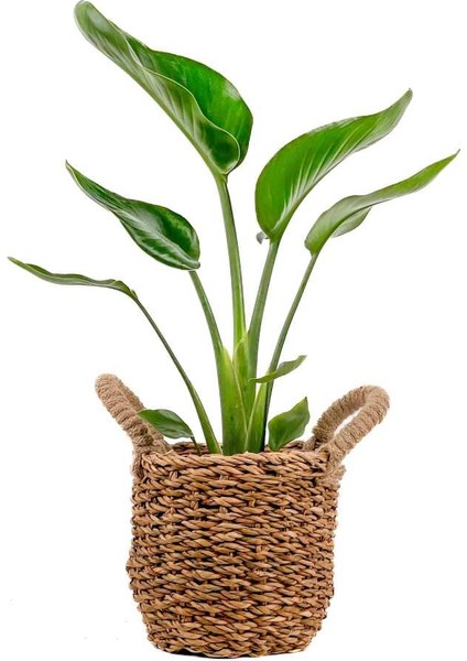 Starliçe-Beyaz Cennet Kuşu Basic Hasır Saksılı 40-60 cm (Strelitzia Nicolai)