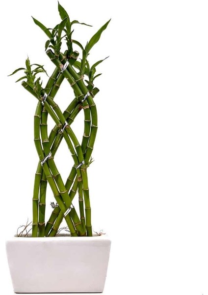 Fidan Burada Dracaena Sanderiana Lucky Bamboo - Örgülü Şans Bambusu Beyaz Seramik Dikdörtgen Saksılı