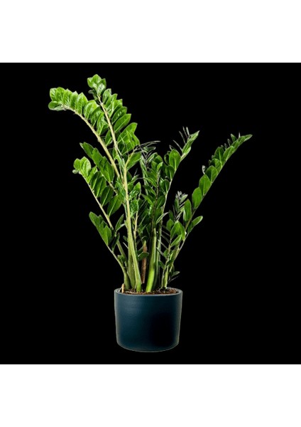 Zamia Bitkisi - Zamioculcas Ruby Antrasit Saksılı 80-100 cm