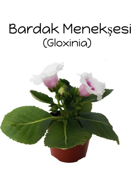Beyaz Ortası Mor Bardak Menkeşsi 1 Adet Saksılı 10-15CM Gloxinia