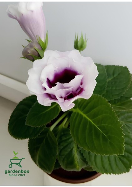 Beyaz Ortası Mor Bardak Menkeşsi 1 Adet Saksılı 10-15CM Gloxinia fiyatları