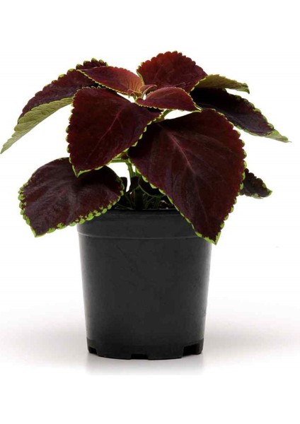 Garden Box Nadir Tür Yaprak Güzeli Çiçeği 2 Adet Saksıda Kolyos (Coleus)