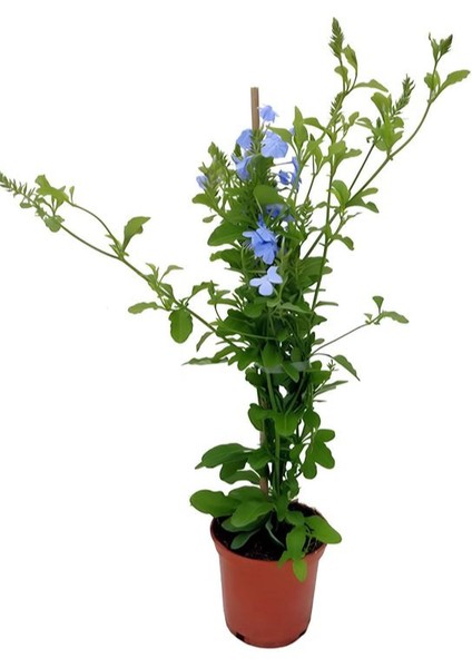 Sarmaşık Mavi Çiçekli Yasemin Fidanı 30-60CM (Blue Jasmine)