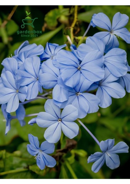 Sarmaşık Mavi Yasemin Fidanı 30-60CM (Blue Jasmine)