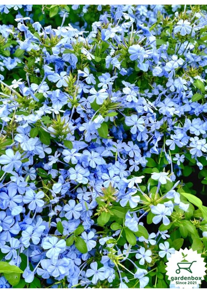 Sarmaşık Mavi Yasemin Fidanı 30-60CM (Blue Jasmine)