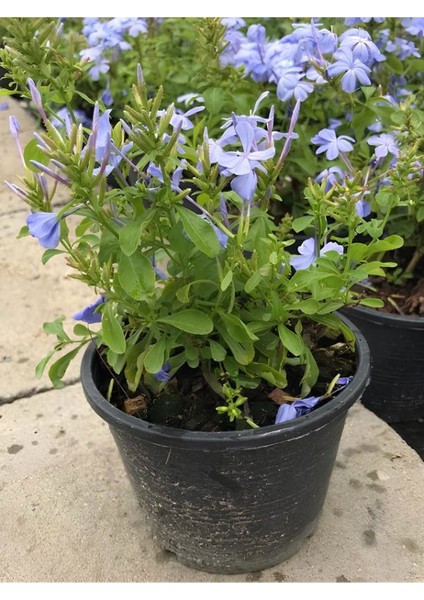 Sarmaşık Mavi Yasemin Fidanı 30-60CM (Blue Jasmine)
