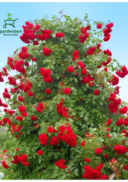 Sarmaşık Gül Fidanı Formlu 1 Adet Saksılı/tüplü 50-80CM