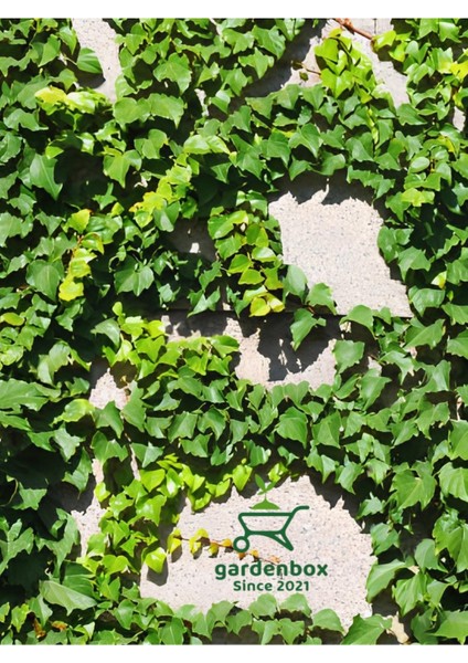 Hedera Helix Duvar Sarmaşığı Makrome Saksılı 1 Adet 20-40 cm