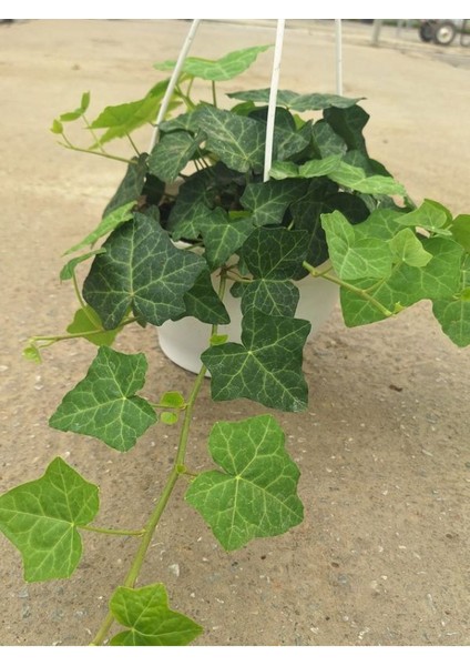Hedera Helix Duvar Sarmaşığı Makrome Saksılı 1 Adet 20-40 cm