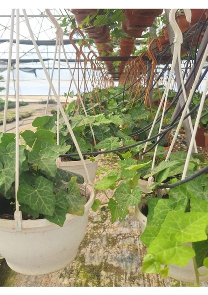 Hedera Helix Duvar Sarmaşığı Makrome Saksılı 1 Adet 20-40 cm