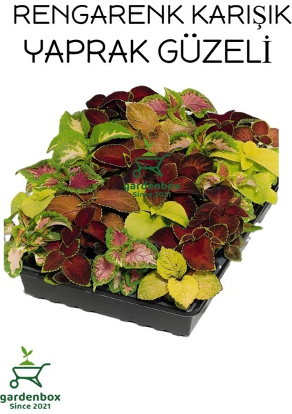 Yaprak Güzeli Çiçeği 4 Adet Saksılı 10-20CM Kolyos