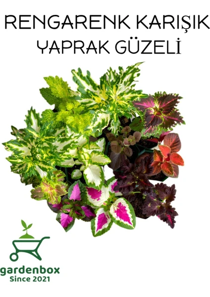 Garden Box Kolyos Yaprak Güzeli Çiçeği 8 Adet Saksılı