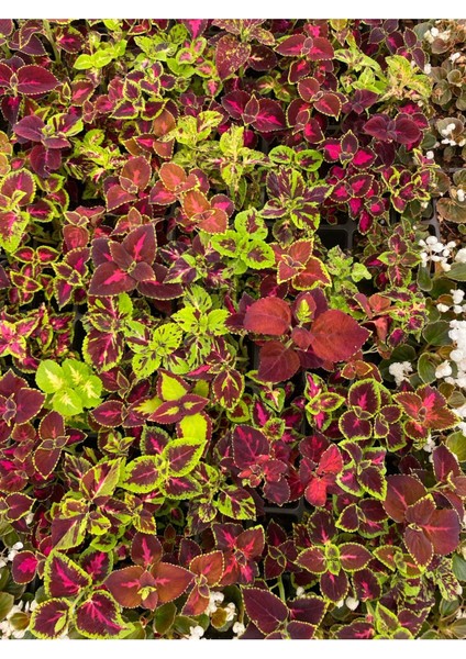 Garden Box Yaprak Güzeli Çiçeği 1 Adet 10-20CM (Coleus)