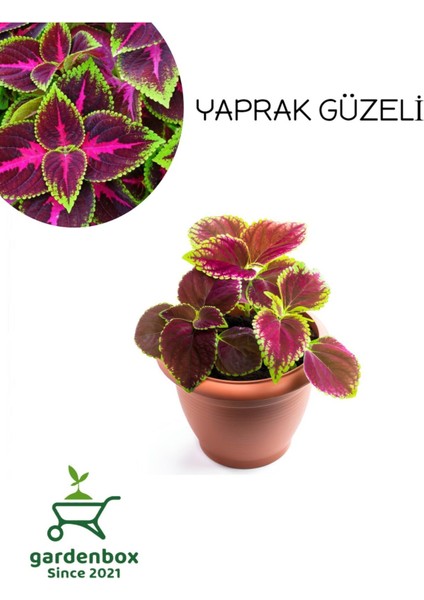 Yaprak Güzeli Kolyos Çiçeği 1 Adet Saksılı (Coleus)