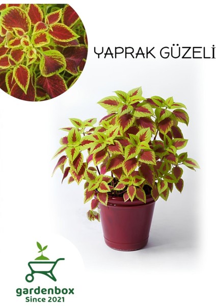 Yeşil-Kırmızı Yapraklı Yaprak Güzeli Çiçeği 1 Adet Saksılı (Kolyos)
