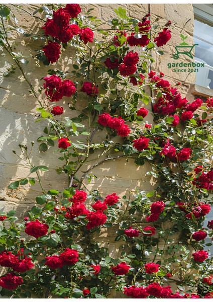 Garden Box Kırmızı Sarmaşık Gül 1 Adet Saksılı/tüplü 50-80 cm (Red Rose)