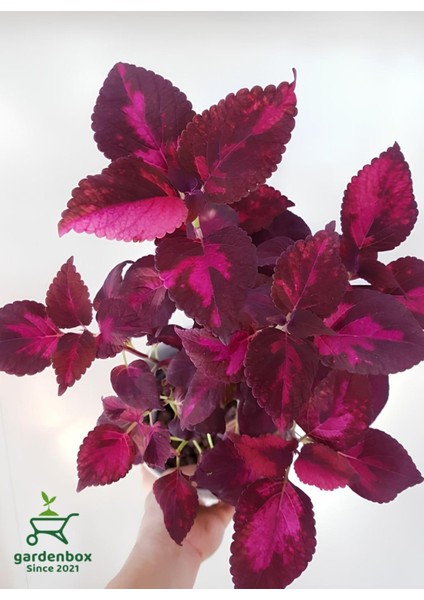Yaprak Güzeli Çiçeği Bordo Renk 1 Adet Saksılı 10-20CM (Coleus) fiyatları