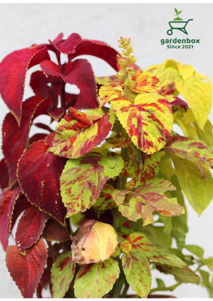 Özel Tür Kolyos Yaprak Güzeli 2 Adet Mini Saksılı