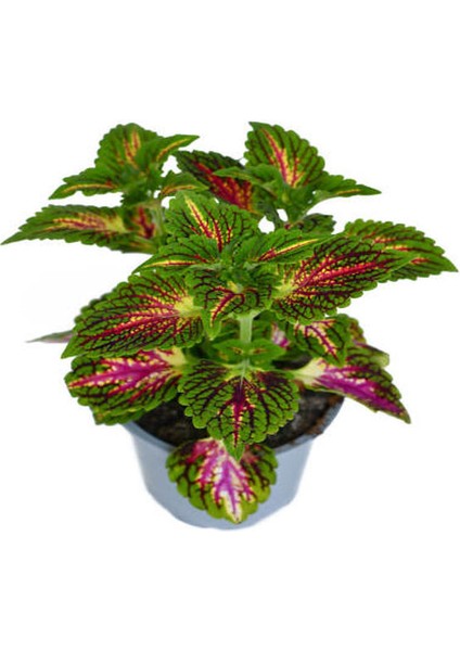 Nadir Tür Kolyos Yaprak Güzeli 1 Adet Saksılı 10-20CM fiyatları