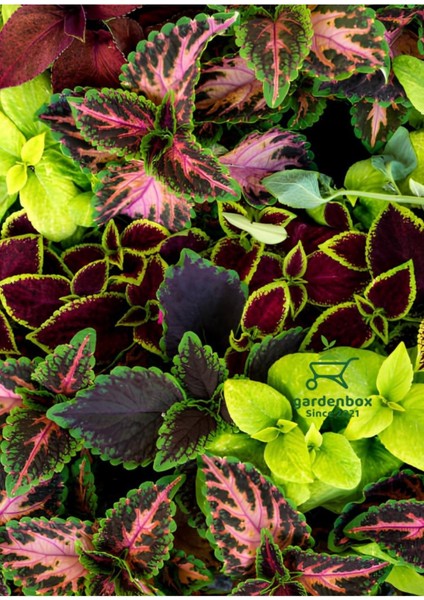 Nadir Tür Kolyos Yaprak Güzeli 1 Adet Saksılı 10-20CM modelleri