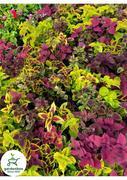 Yeşil Yaprak Güzeli Çiçeği 1 Adet Saksılı Kolyos (Coleus)